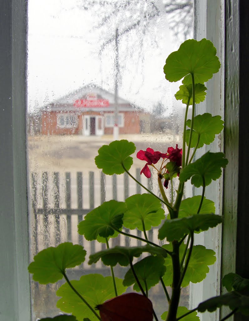Из окна "Сельмаг Альянс"