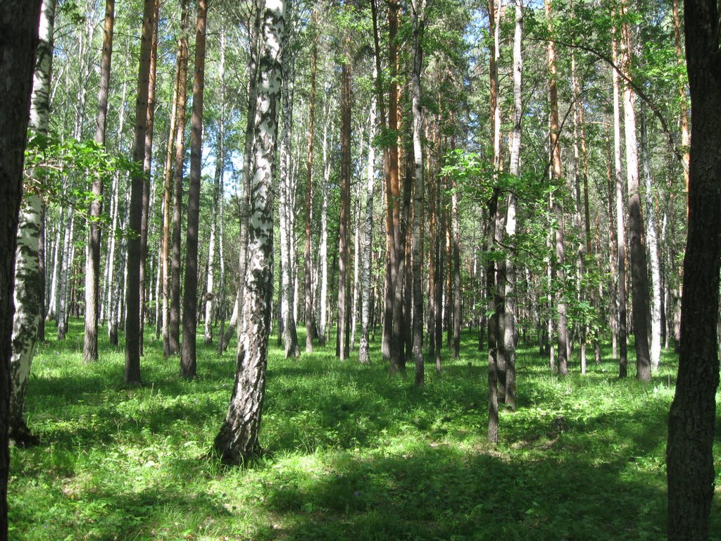 березы с соснами