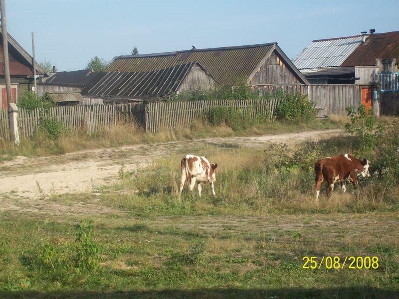 молодняк на выпасе