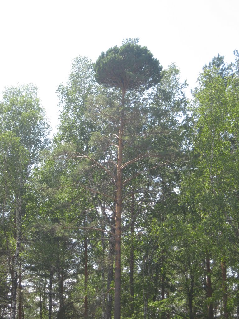 Интересна сосна