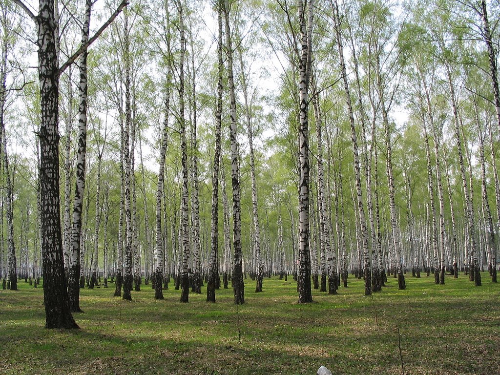 Димитровград, берёзовая роща