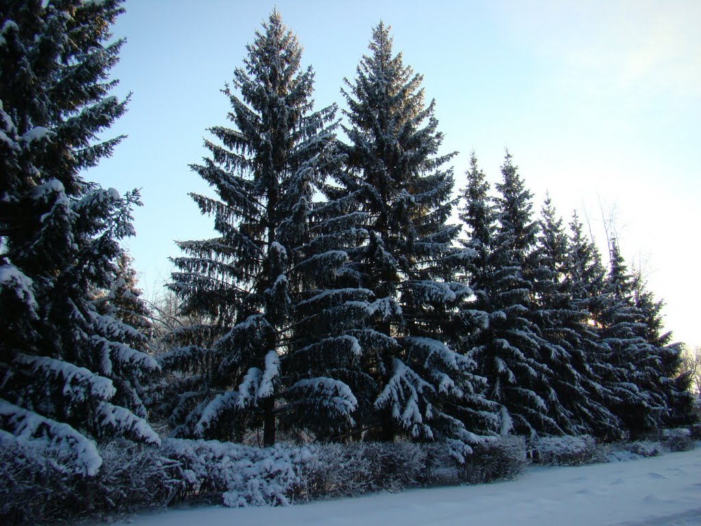 Ёлочки-зелёные.
