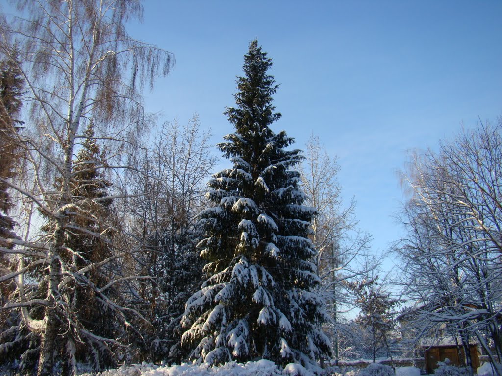 Лесная красавица.