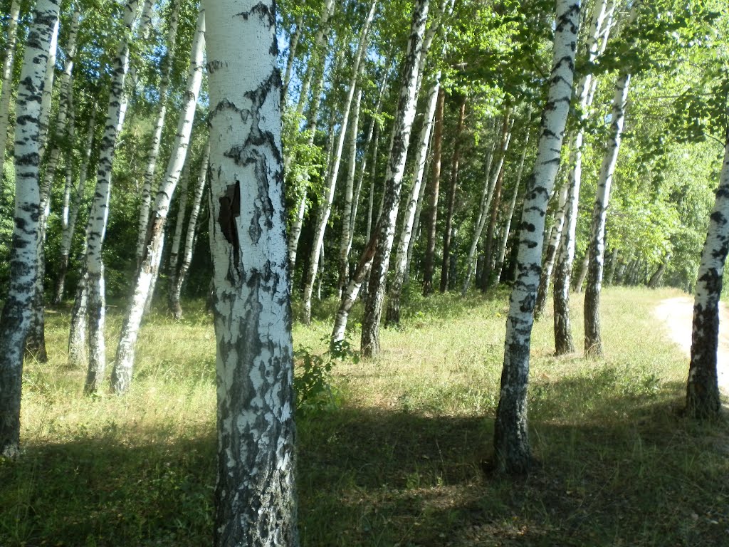 Берёзки
