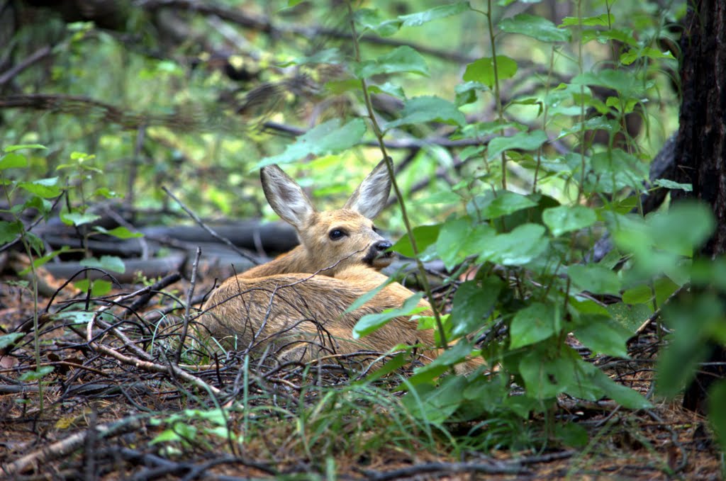 Косуля / Baby Roe