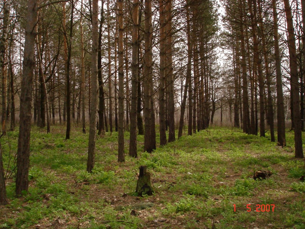 молодой лес у Поволжского