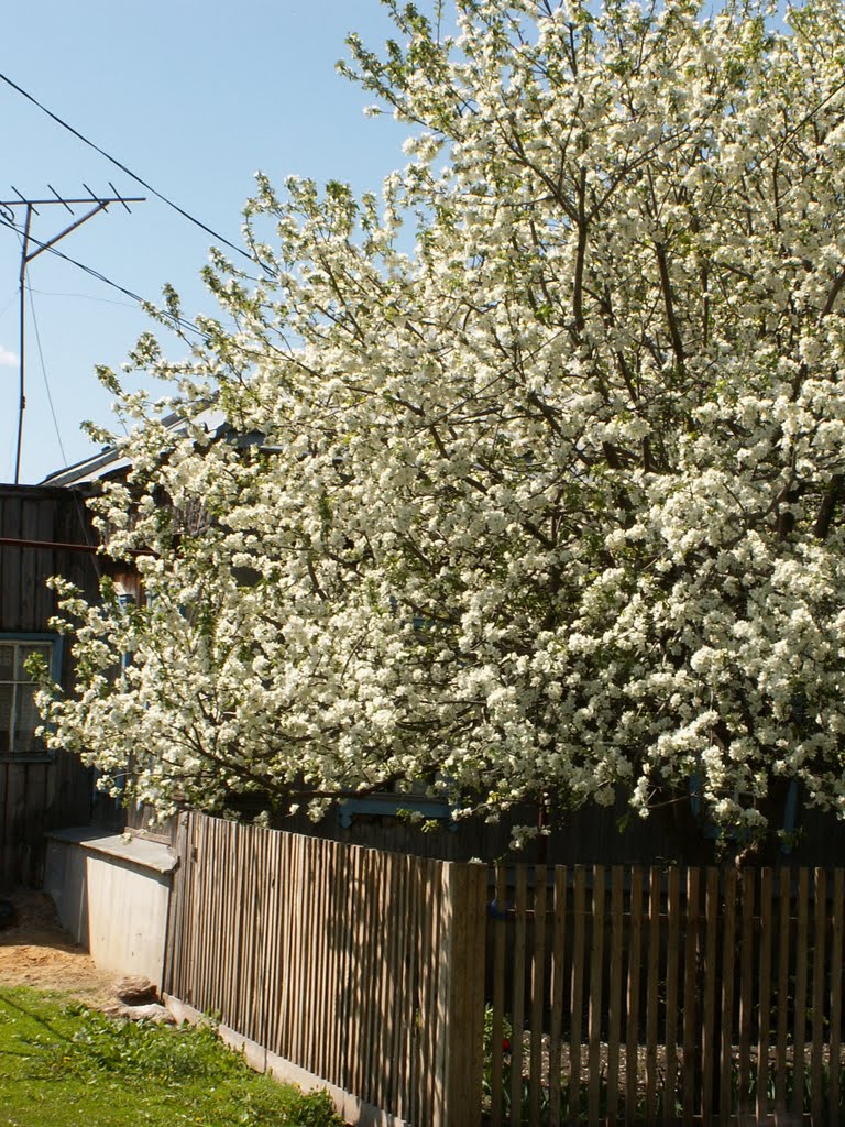 ул.Ленина, Радищево, Ульяновская обл.