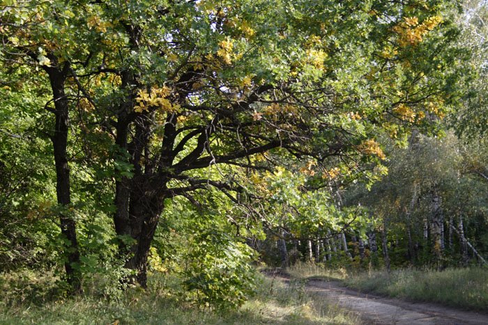 Oak near country road