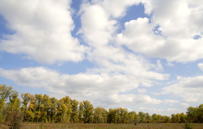 Black poplar (Populus nigra) - the most widespread tree of inundated woods in the Saratov region