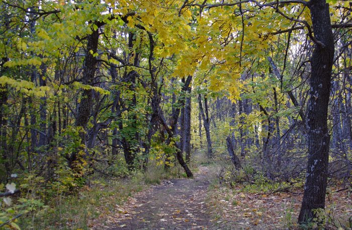 Road to a wood