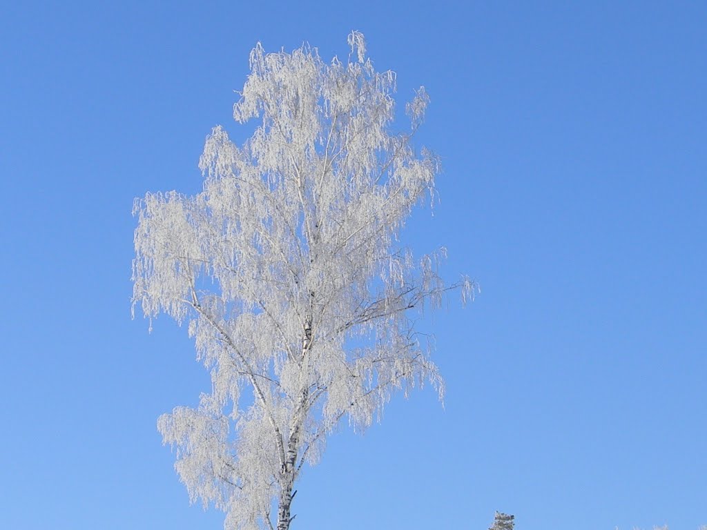 Одинокая берёзка
