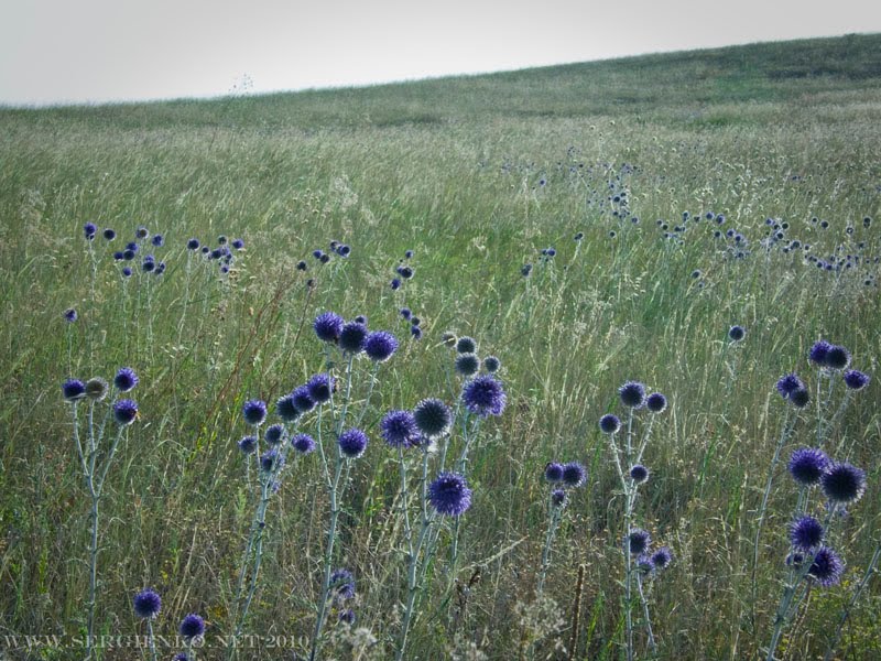 Цветы в степи 2010.Flowers in steppe 2010.