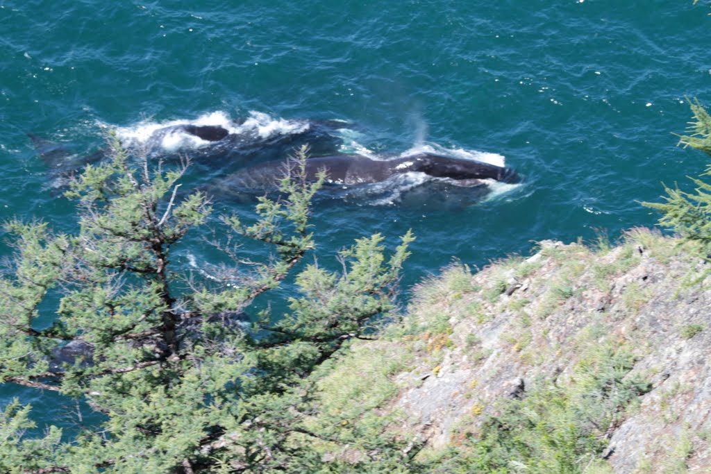 Киты в проливе Лингольма/Whales in Lingolm strait
