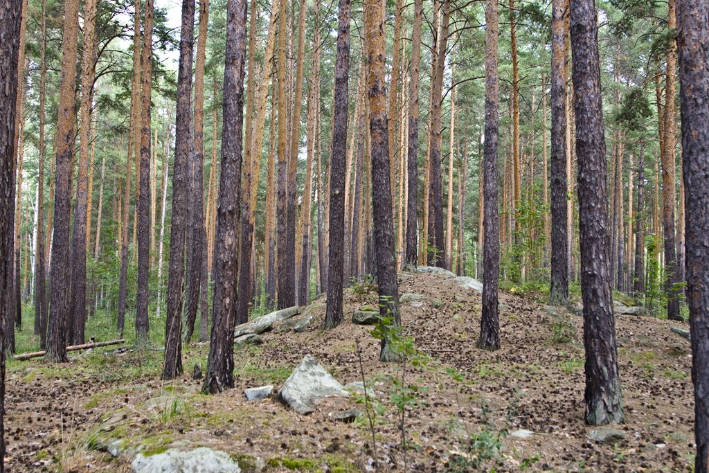 Ozersk, Pines in recreation park, Aug-2008