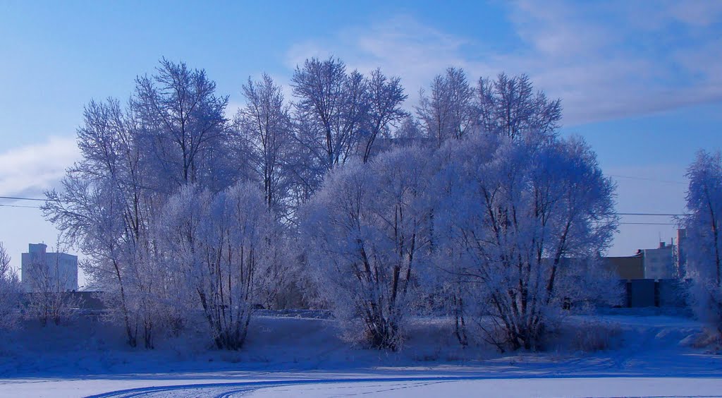 Winter picture