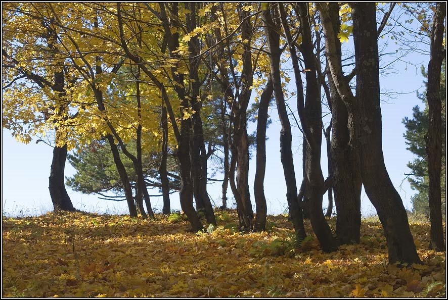 Золотая осень