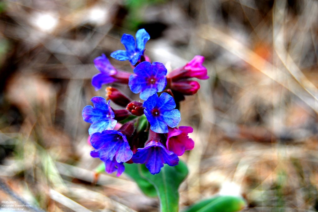 Медуница / Pulmonaria