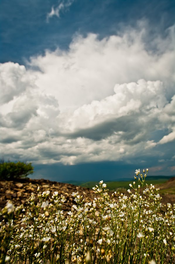 Flowers for the dead mountain