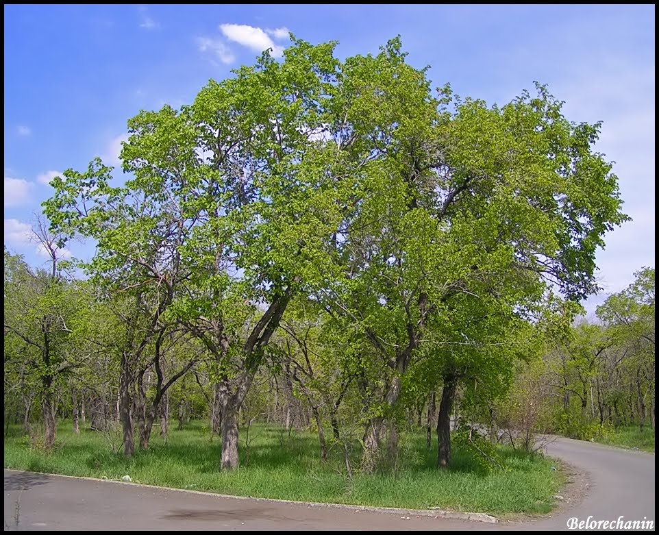 Краски Лета (Paints of summer)
