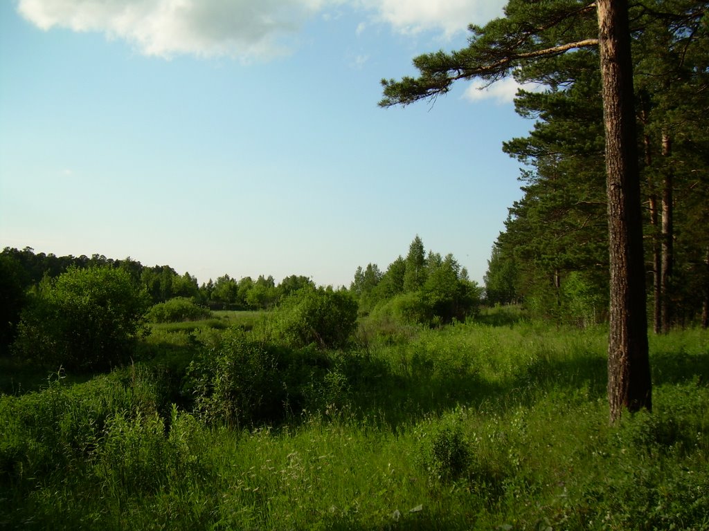 Forest near Miass