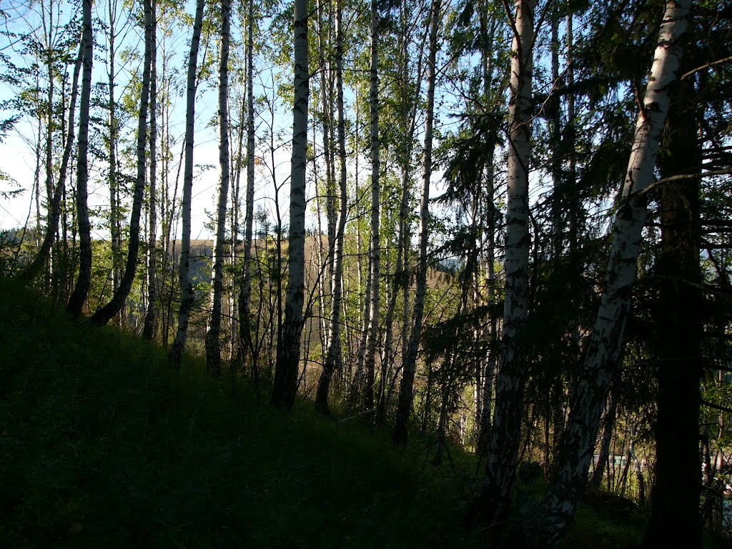 Лес (04авг2012)