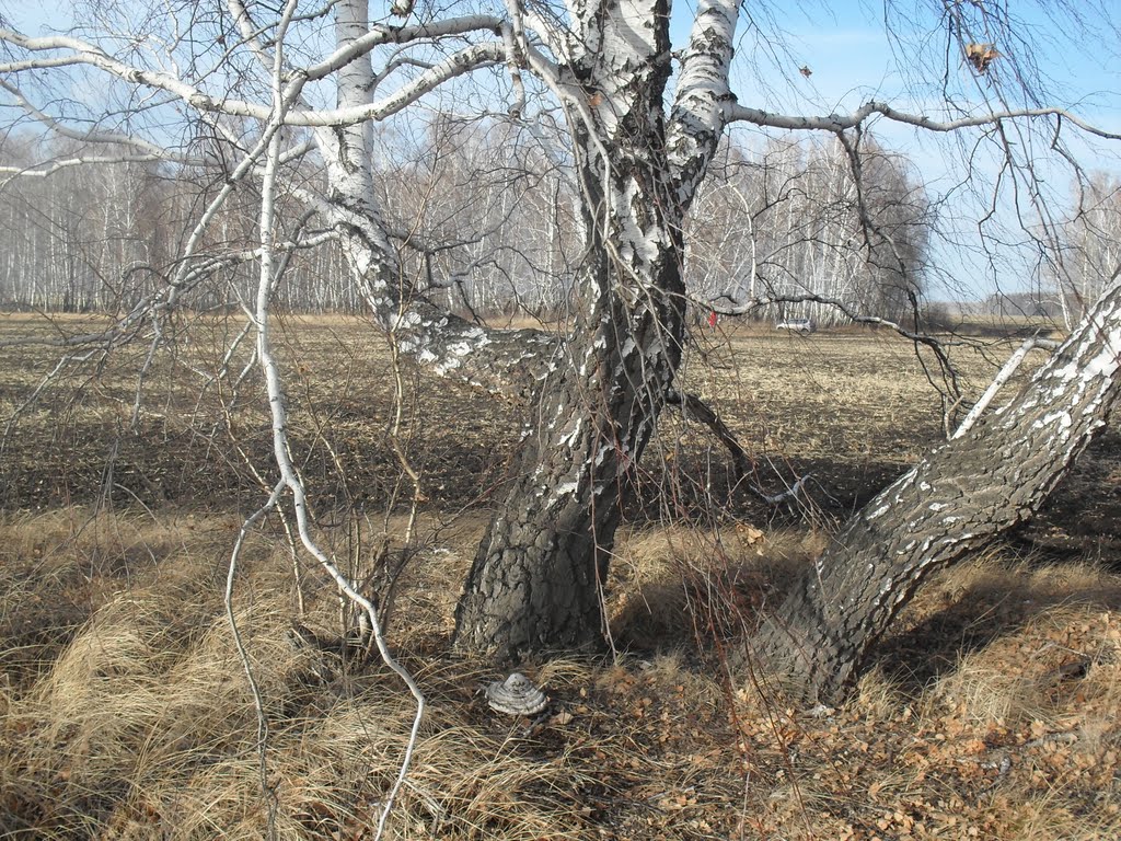 березы