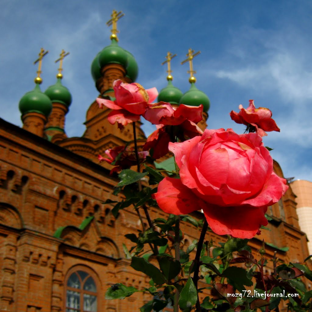 ...Алая Роза Осени / Scarlet Rose of Autumn