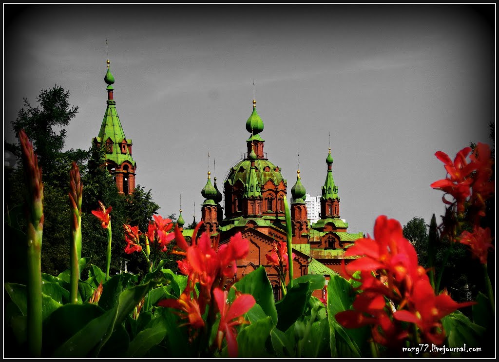 ...Алые Цветы Алого Поля/Scarlet Flowers of  Scarlet Field
