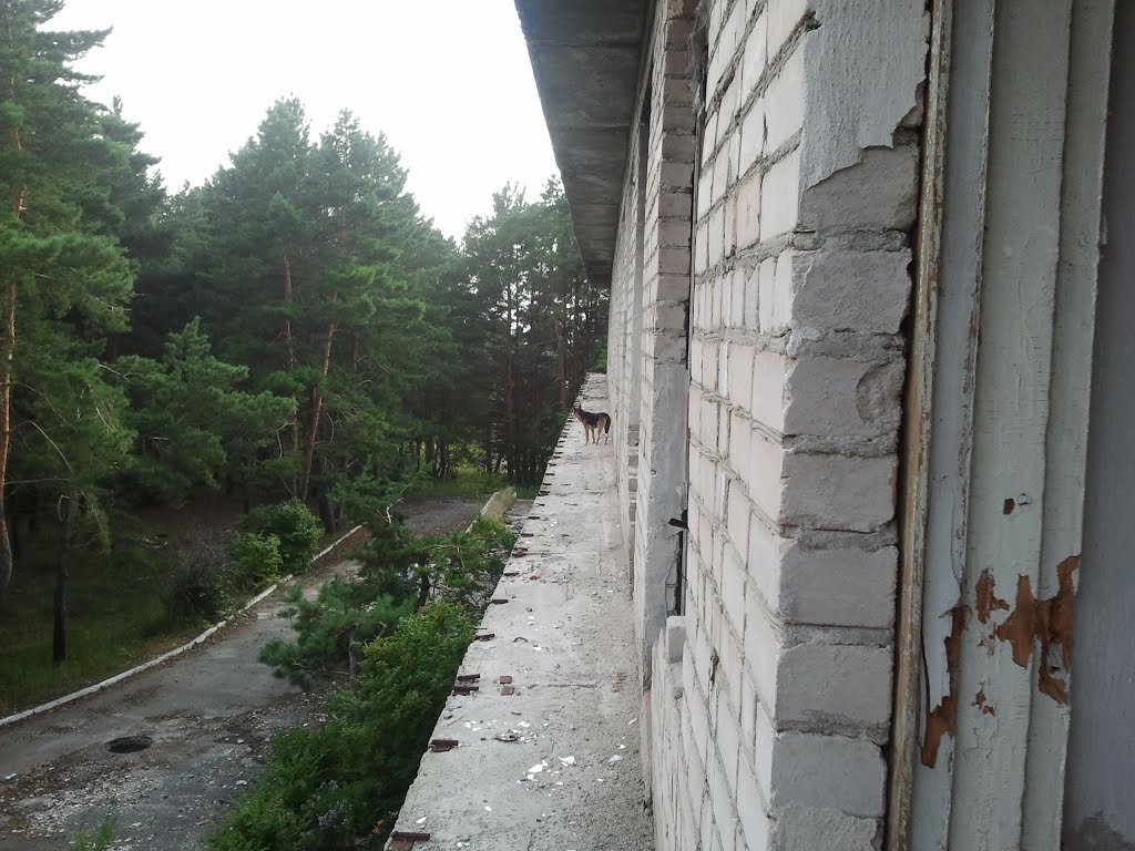 Экстрим для  пейнтболистов в санатории Сосна. 2013