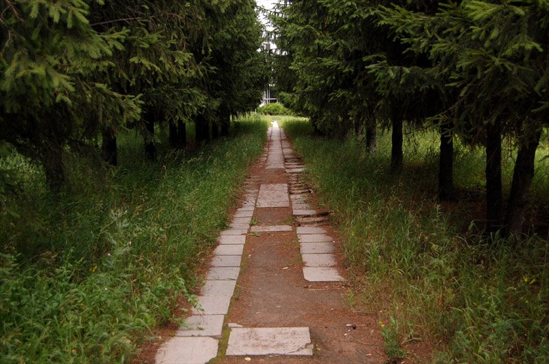 потом собачки шли