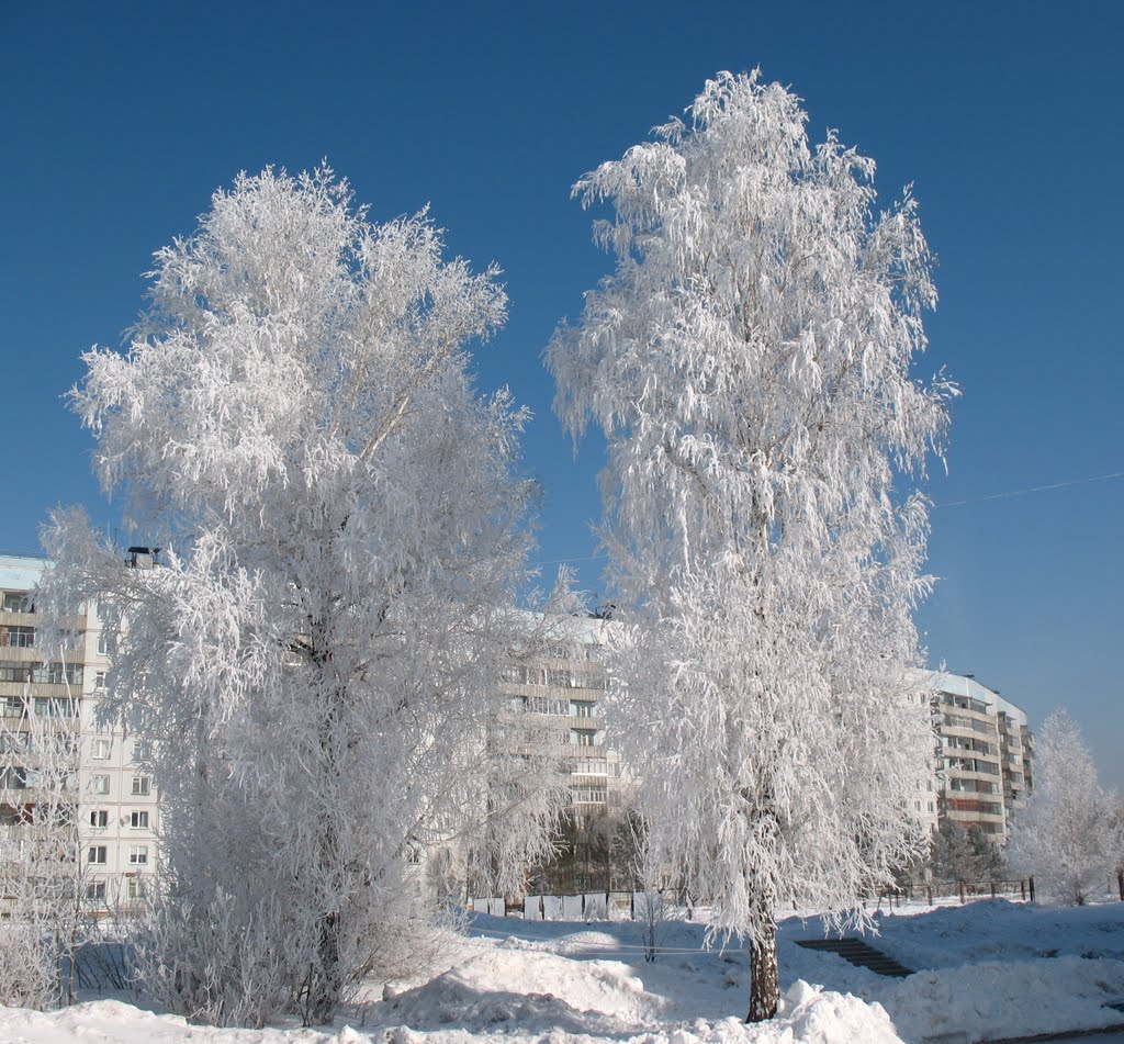 Березки в пуху