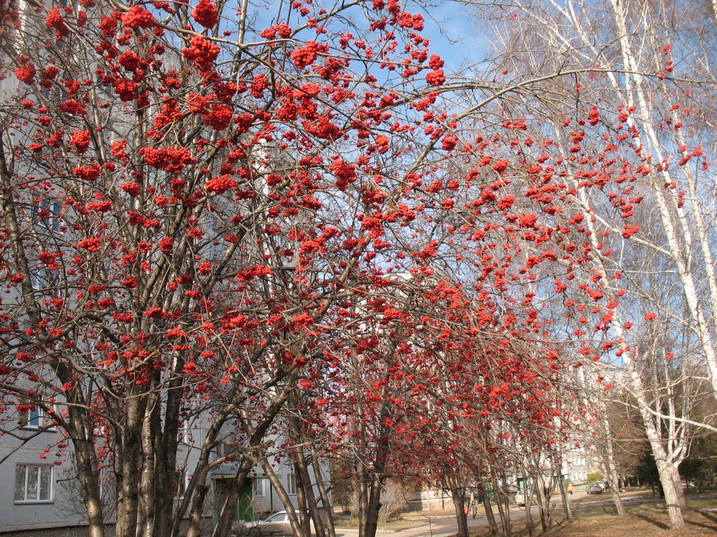 Рябина во дворе