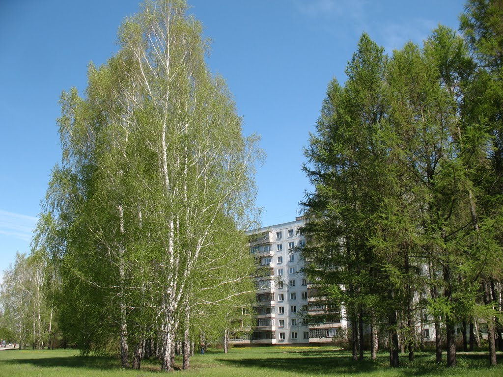 Среди берез и елей