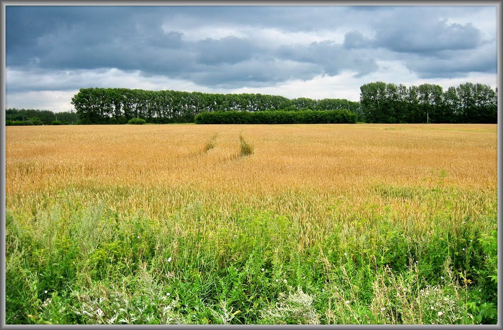 "Field of Gold" / "Русское поле"