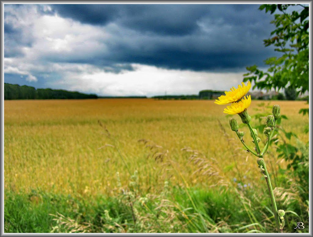 Field