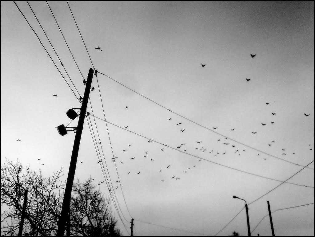 25.03.2009