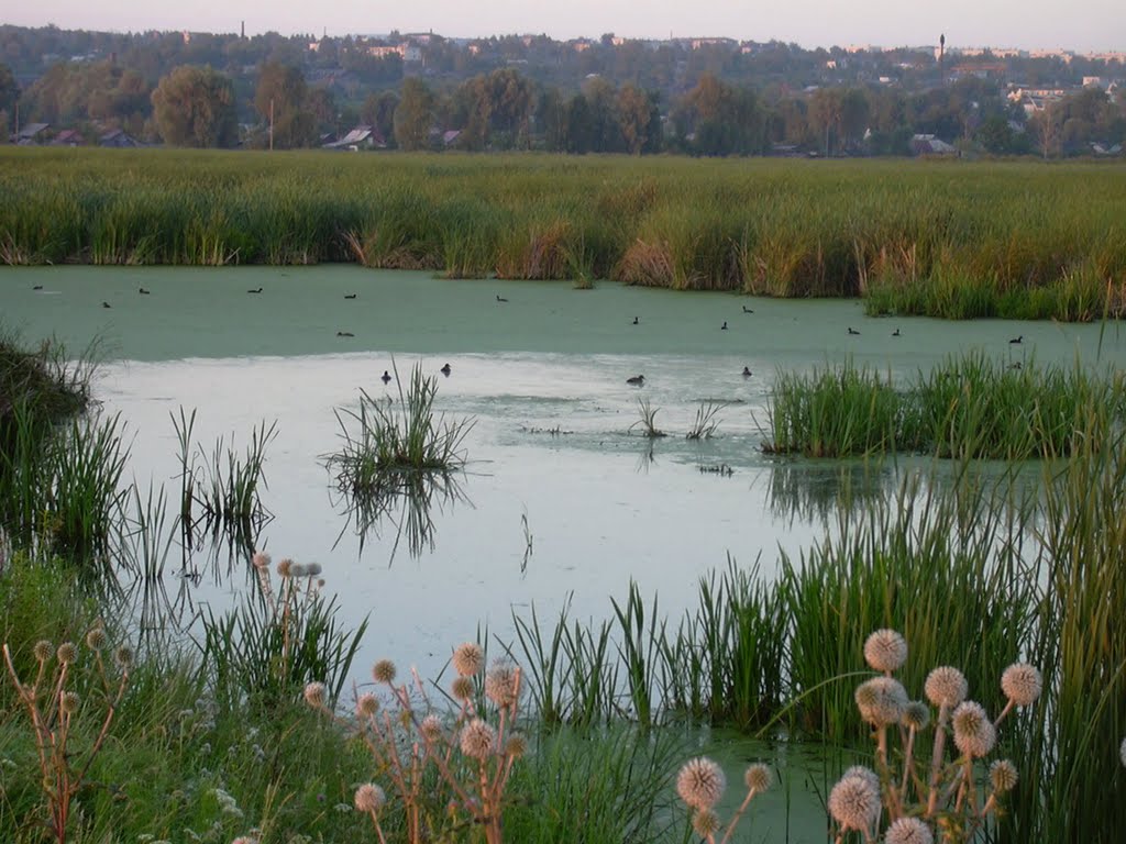 Алатырский орнитологический заказник  - Alatyr Ornithological Reserve