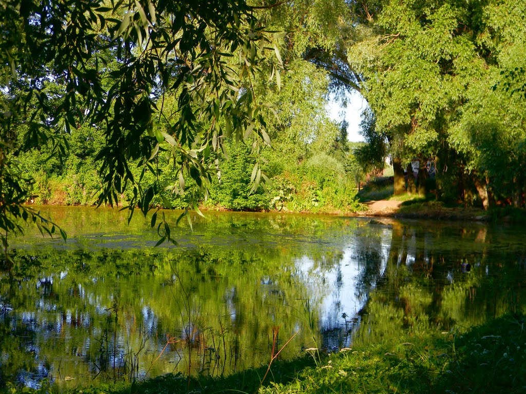 Летний пруд.