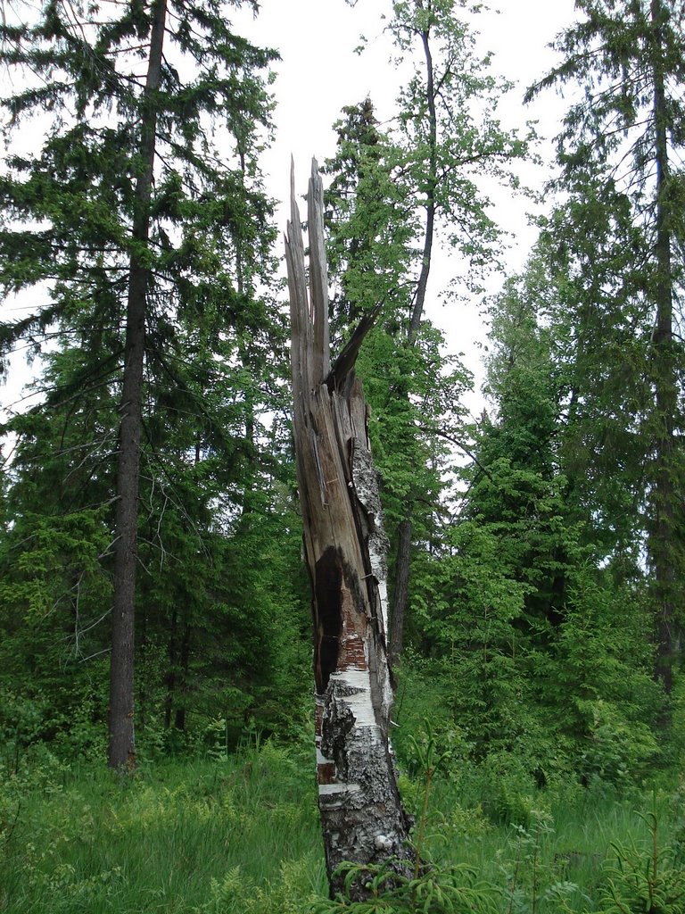 Береза