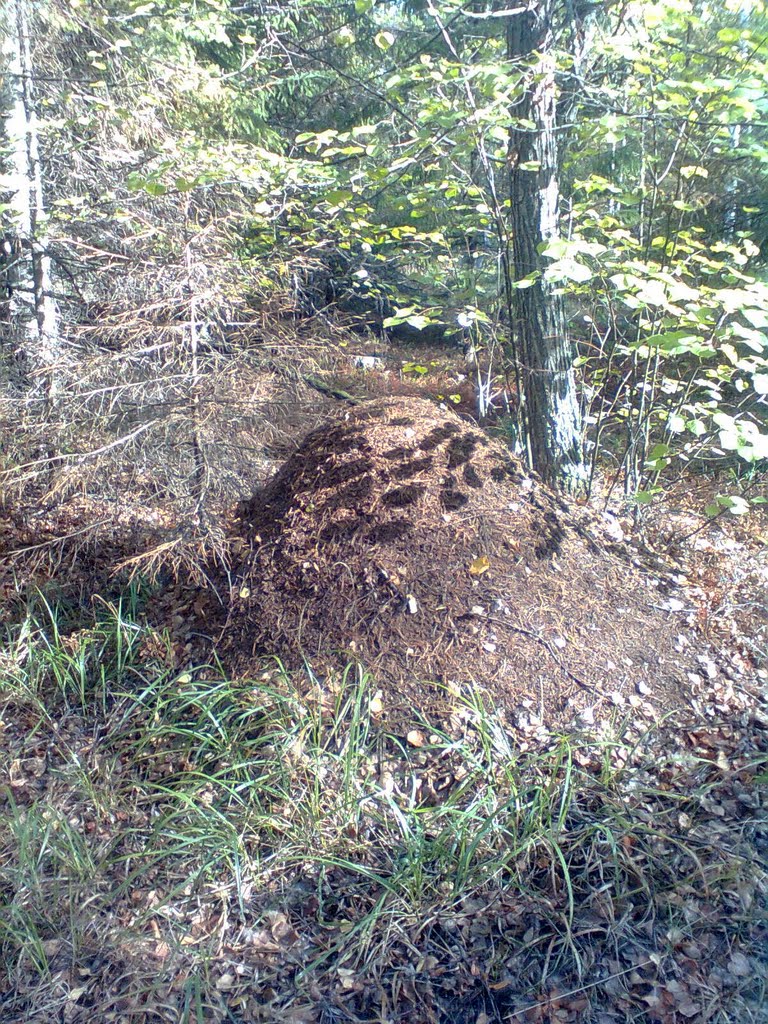 Муравейник