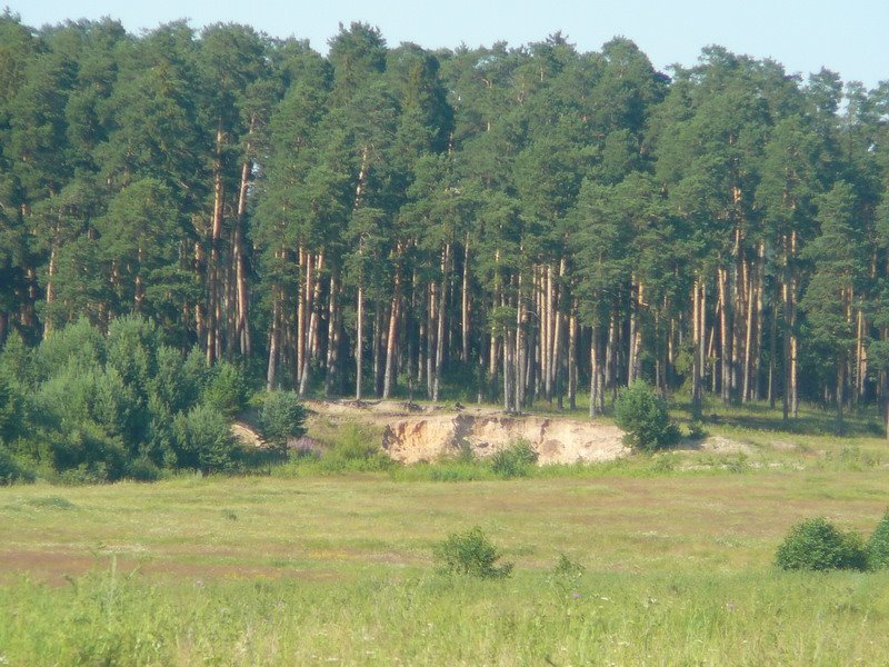лес