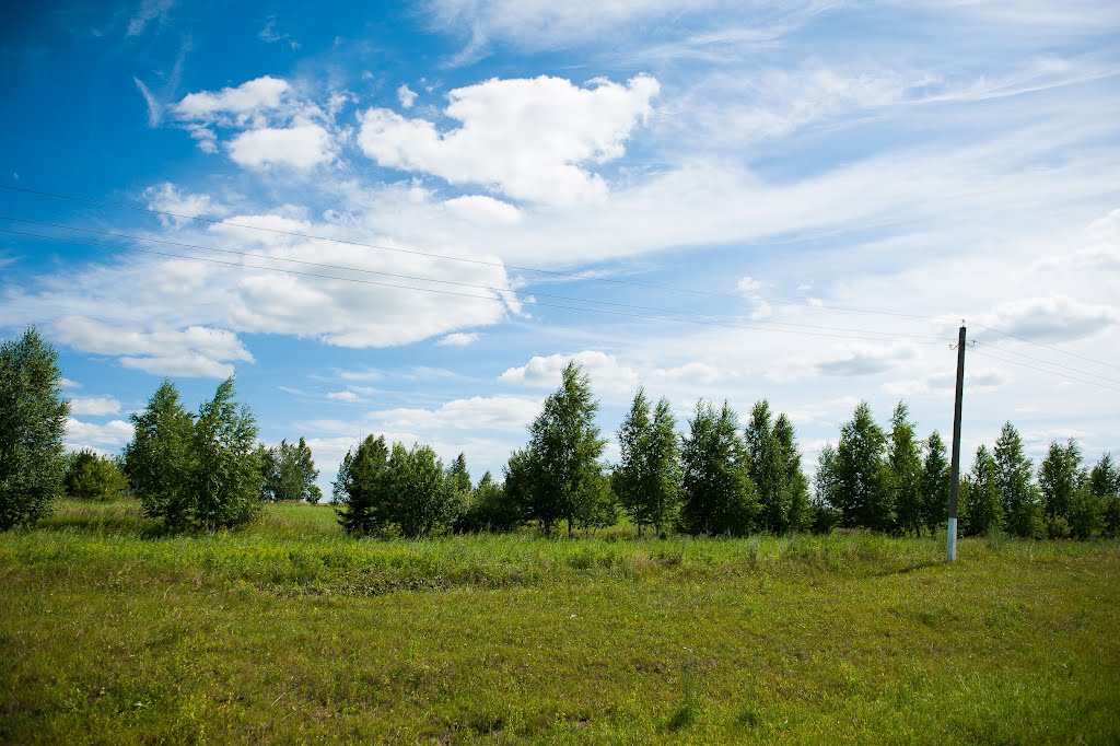 Birches near the road