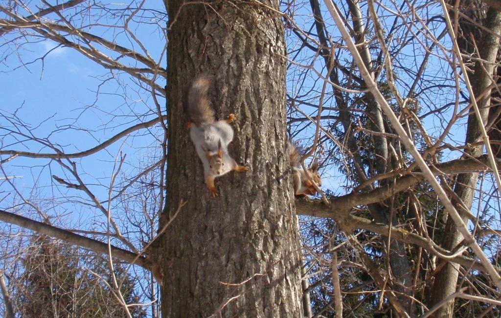 Squirrels (Белки)