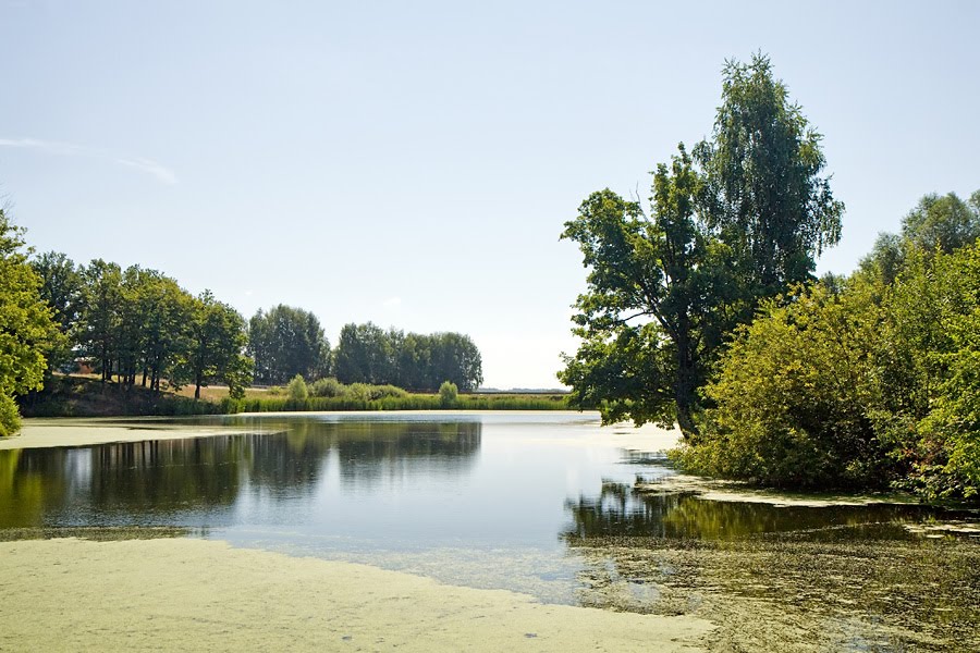Pond