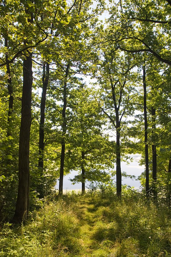 Sunny forest