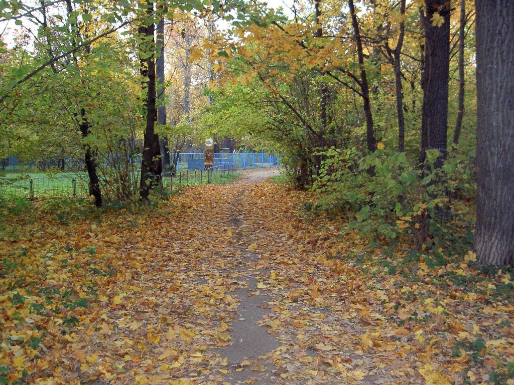 Вход в РОЩУ, золотая осень