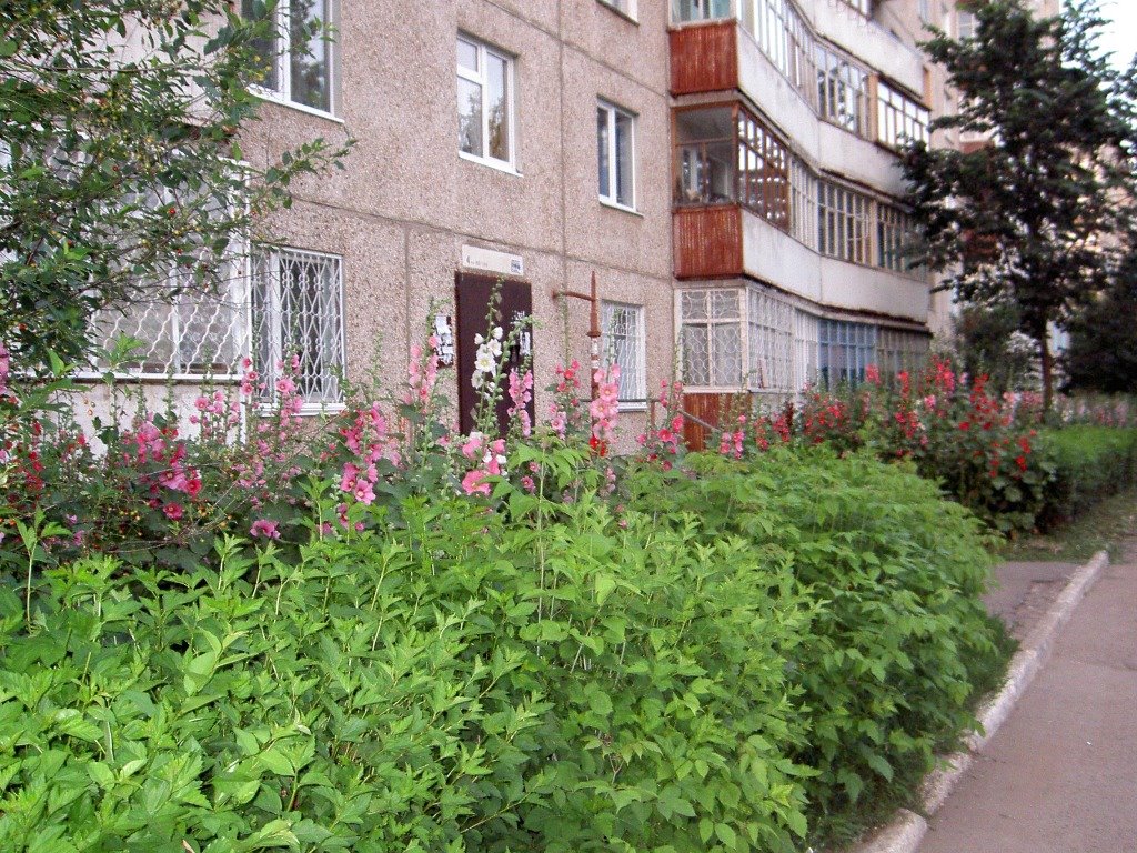 заросли у подъезда