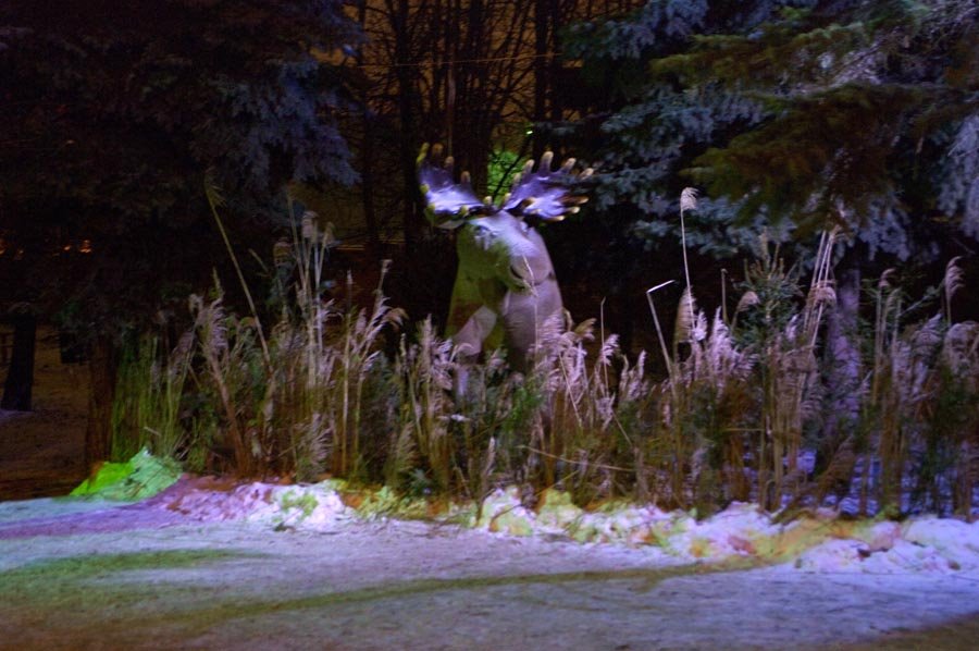 Лось "скрывается" в кустах / The elk "disappears" in bushes (30/12/2008)