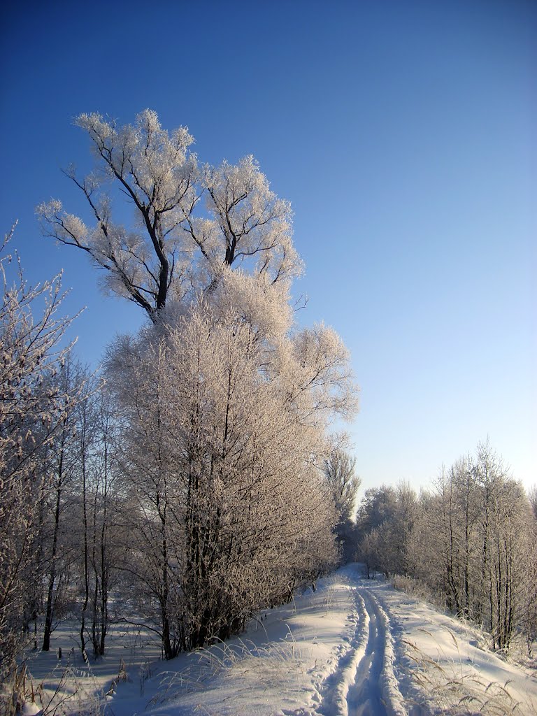 Насыпь от узкоколейной железной дороги - The former Narrow gauge railway