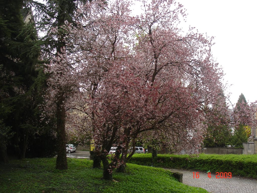 Plum Tree in Arlon Campus